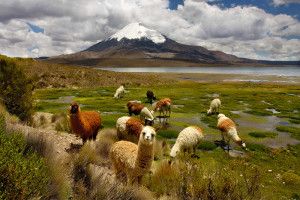Chile atrakcje Lauca