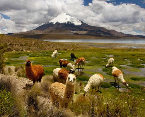 Chile wakacje atrakcje Lauca