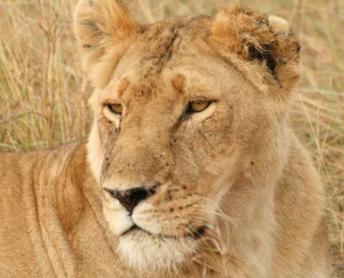 Kenia wycieczki safari