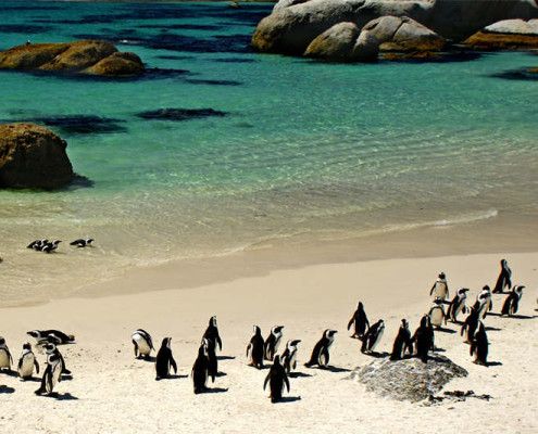 RPA wakacje pingwiny koło Przylądka Dobrej Nadziei