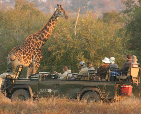 RPA wakacje safari