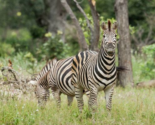 RPA wycieczki safari zebry