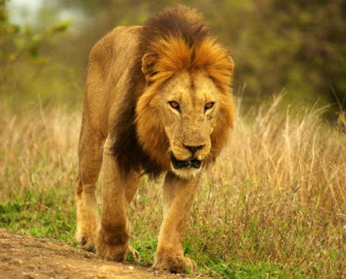 Wakacje RPA wycieczki safari lew