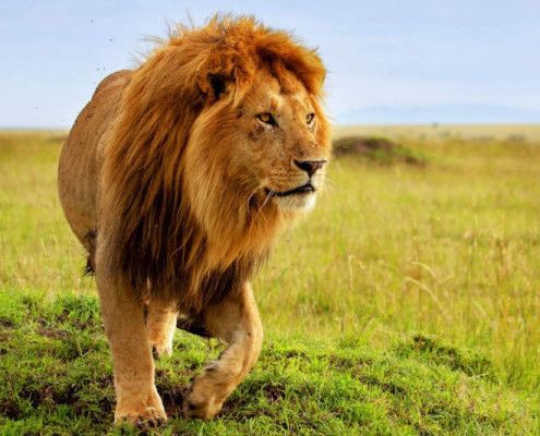 Wakacje Tanzania wycieczki safari lew