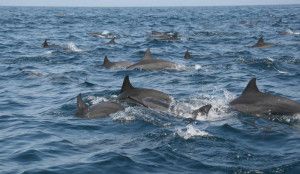 Oman atrakcje delfiny