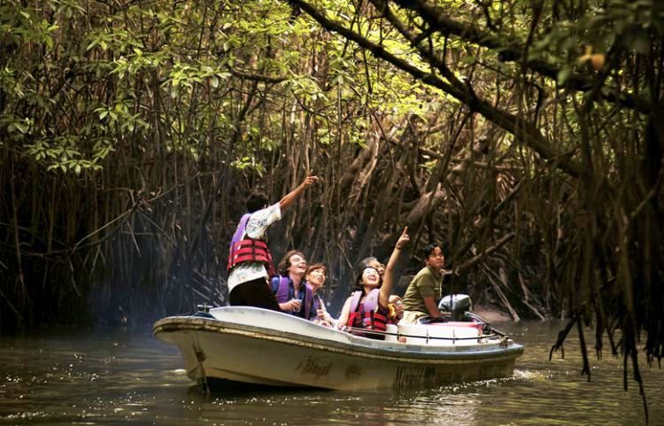 bintan wycieczki Lasy mangrowe