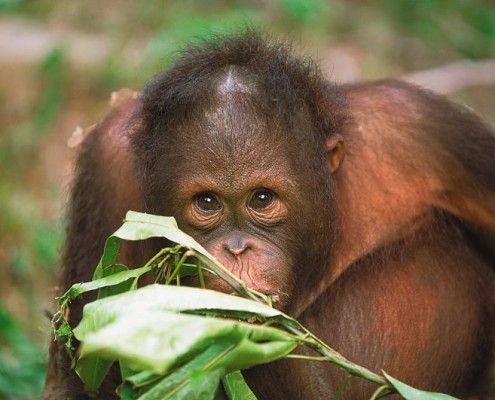Malezja Borneo atrakcje- orangutan