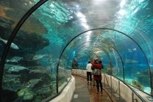 Wakacje Singapur atrakcje underwater world