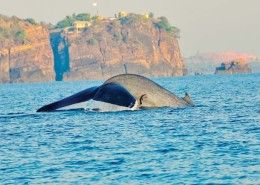 Wakacje Sri Lanka wieloryby wakacje