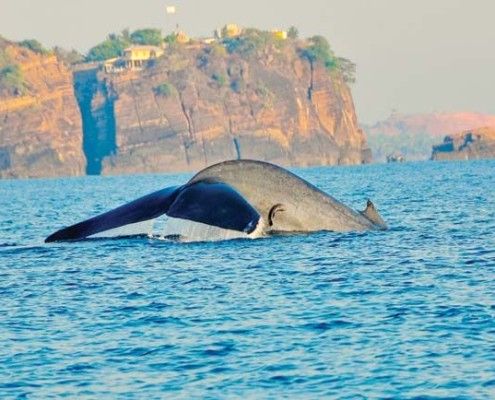 Wakacje Sri Lanka wieloryby wakacje