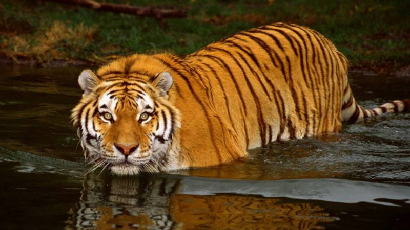 Indie wycieczki tygrys atrakcje
