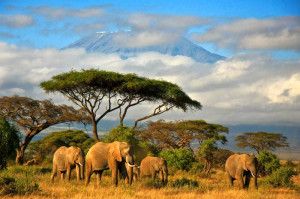Tanzania wycieczka indywidualna