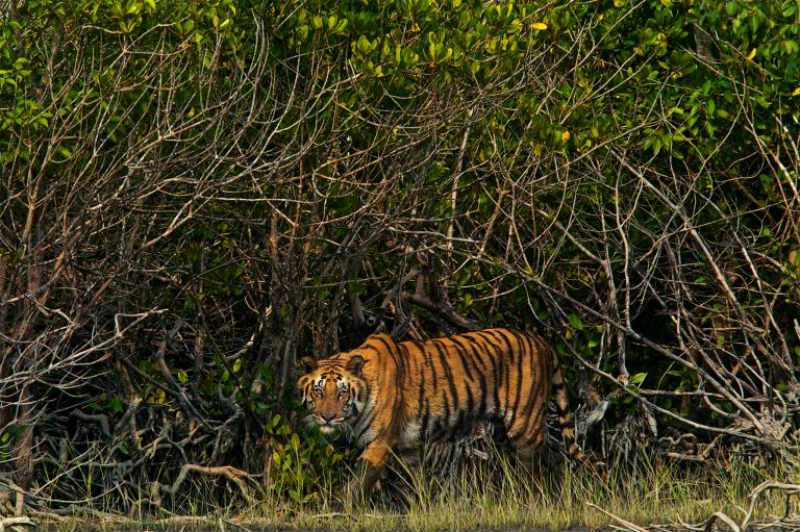 Indie wycieczki tygrysy