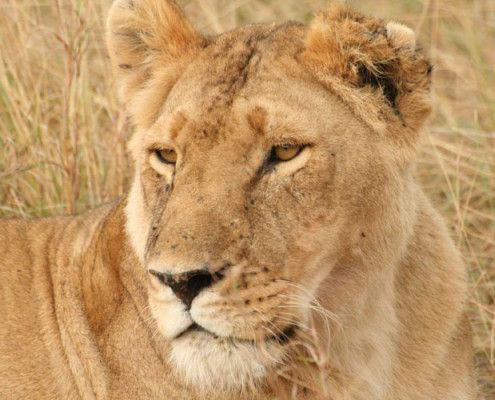Kenia Wakacje safari lew