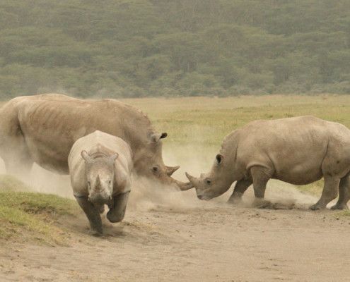 Wakacje Kenia safari nosorożce