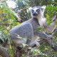 Madagaskar fauna lemur. madagaskar wycieczka