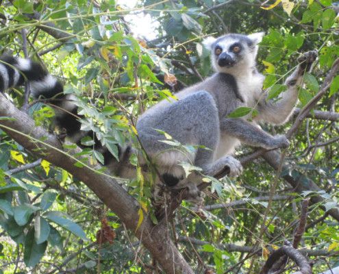 Madagaskar wycieczki