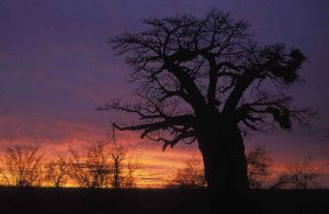 RPA atrakcje baobaby