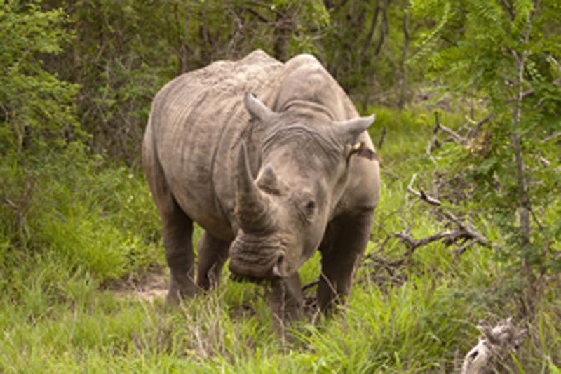 RPA wycieczki safari Park Narodowy Krugera Nosorożec