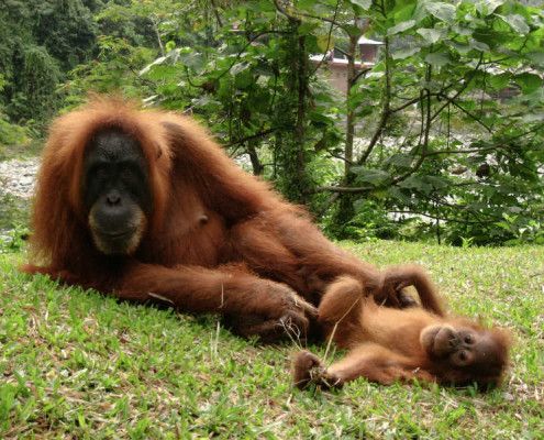 Wakacje Indonezja wycieczki Orangutany