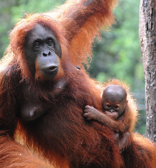 Borneo egzotyczne podroze Orangutan. Malezja