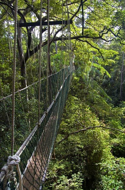 wycieczka Borneo Taman Negara trekking wiszacy most
