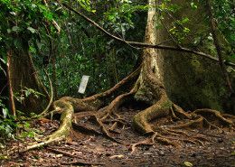 Borneo egzotyczne podroze Las Deszczowy SUKAU. Malezja wycieczki