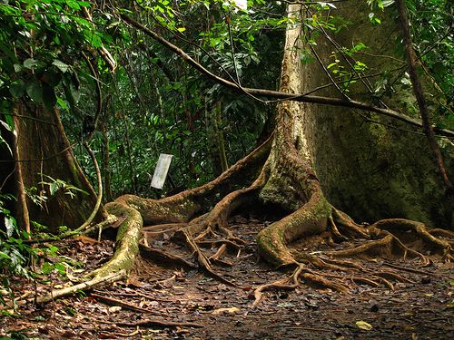 Borneo egzotyczne podroze Las Deszczowy SUKAU. Malezja wycieczki