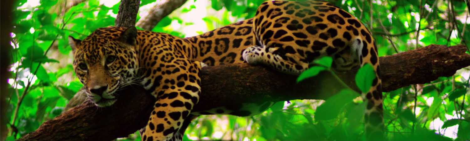 Belize wakacje - spotkanie z jaguarem. Wycieczki Ameryka Południowa