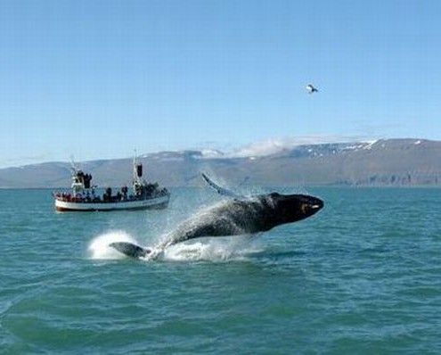 Islandia wakacje wieloryby