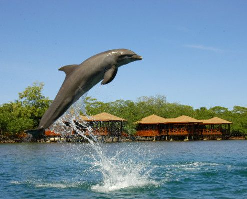 Honduras Roatan delfiny